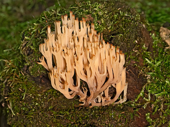Artomyces pyxidatus  CROWN CORAL 9080284z
