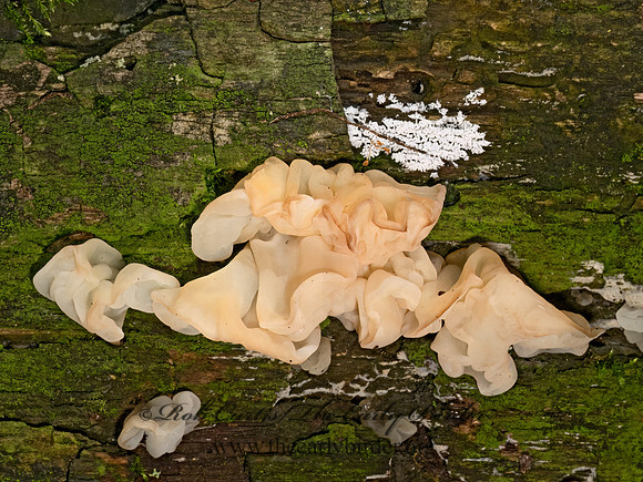 Ductifera pululahuana  WHITE JELLY FUNGUS 9080292z