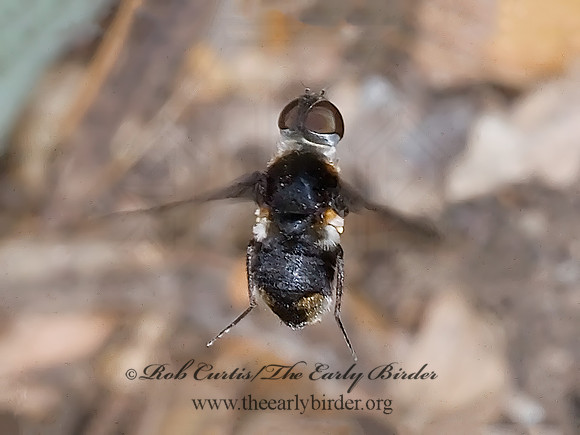 Ins  VILLIINI BEE FLY 6023728z