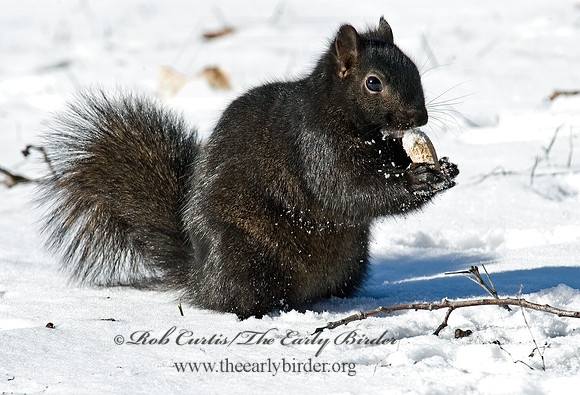 Sciurus carolinensis  EASTERN GRAY SQUIRREL 5017359z