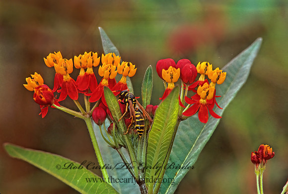 Asclepias curassivica  SCARLET MILKWEED 285527z