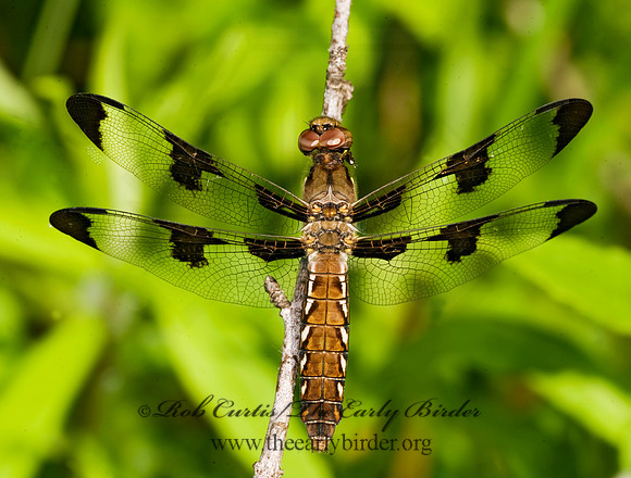 Libellula lydia COMMON WHITETAIL 8014573