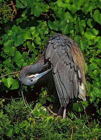 Egretta tricolor  TRICOLORED HERON 275128z