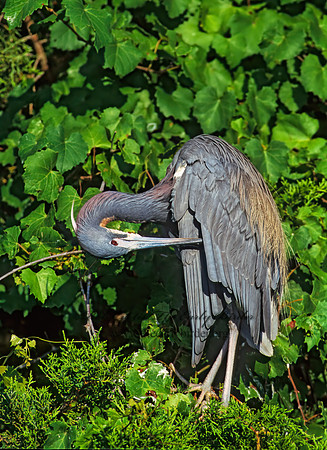 Egretta tricolor  TRICOLORED HERON 275130z