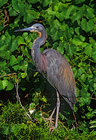 Egretta tricolor  TRICOLORED HERON 275137z