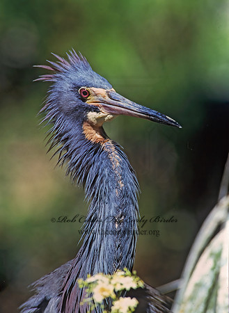 Egretta tricolor  TRICOLORED HERON 274836z
