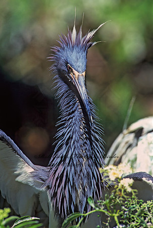 Egretta tricolor  TRICOLORED HERON 274135z