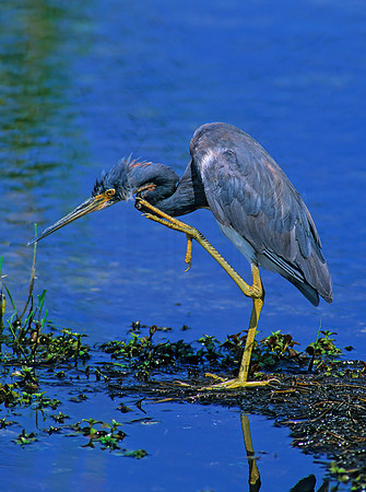 Egretta tricolor  TRICOLORED HERON 258629z