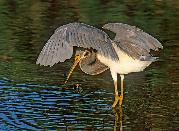 Egretta tricolor  TRICOLORED HERON 258804z