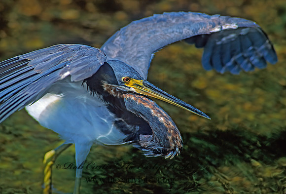 Egretta tricolor  TRICOLORED HERON 259428z