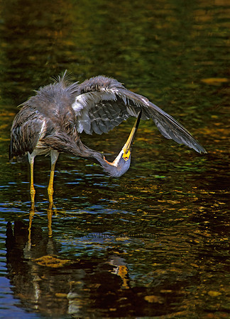 Egretta tricolor  TRICOLORED HERON 250907z