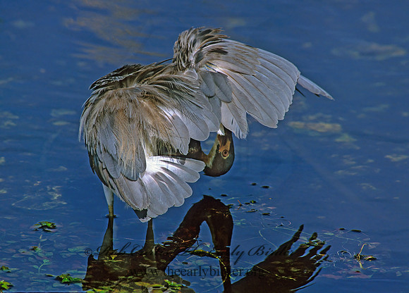 Egretta tricolor  TRICOLORED HERON 250902z