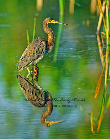 Egretta tricolor  TRICOLORED HERON 21025z