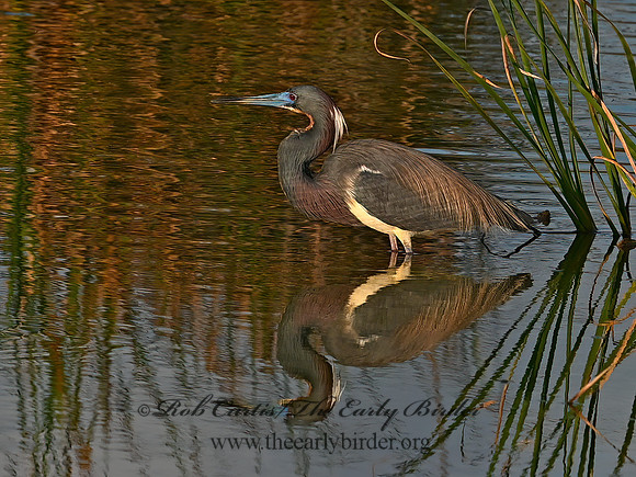 Egretta tricolor  TRICOLORED HERON 3030660-1z