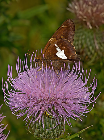 Epargyreus clarus  SILVER-SPOTTED SKIPPER 9052626z