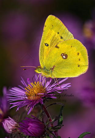 Colias eurytheme  ORANGE SULPHUR 6015625z