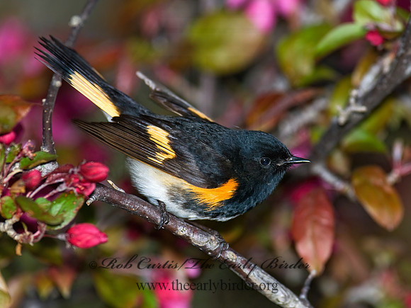 Setophaga ruticilla  AMERICAN REDSTART 7014624z