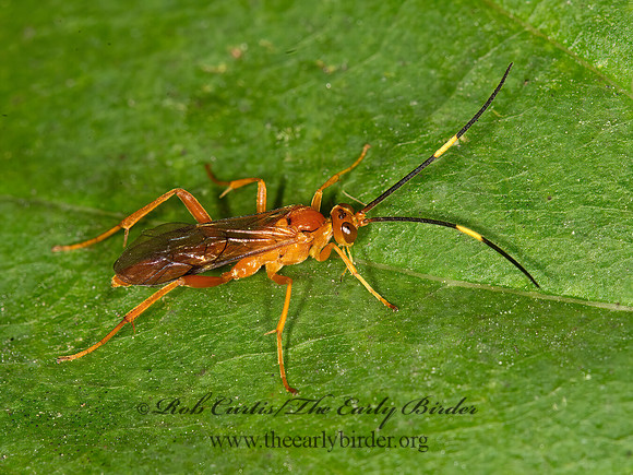 Ichneumonidae  ORANGE ICHNEUMON 9041298z