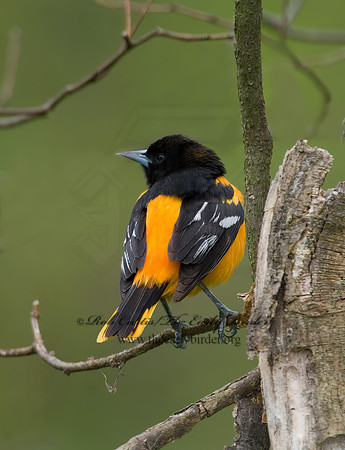 Icterus galbula  BALTIMORE ORIOLE  6004941 Vz