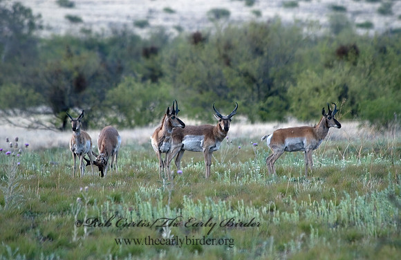 Antilocapra americana  PRONGHORN 5006353z