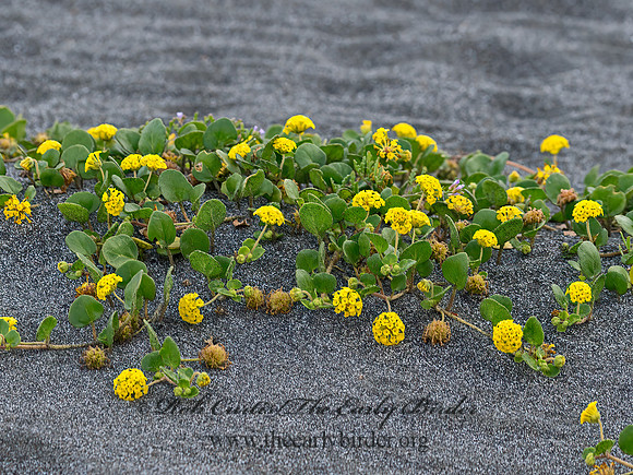 Abronia latifolia  COASTAL SAND VERBENA 9059149z
