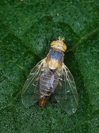 Neaspilota  FRUIT FLY6013997z