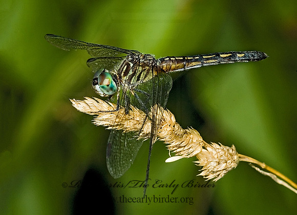 Pachydiplax longipennis BLUE DASHER 5011465