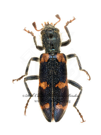 Trichodes nuttalli  CHECKERED BEETLE 9020888z