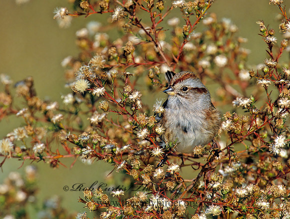 Spizelloides arborea  AMERICAN TREE SPARROW 1277820z