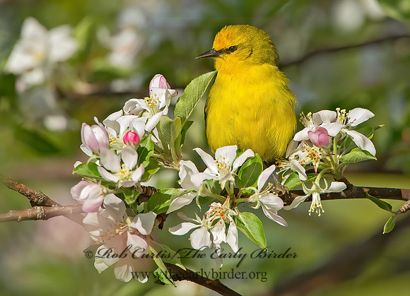 Vermivora cyanoptera  BLUE-WINGED WARBLER 9029637z