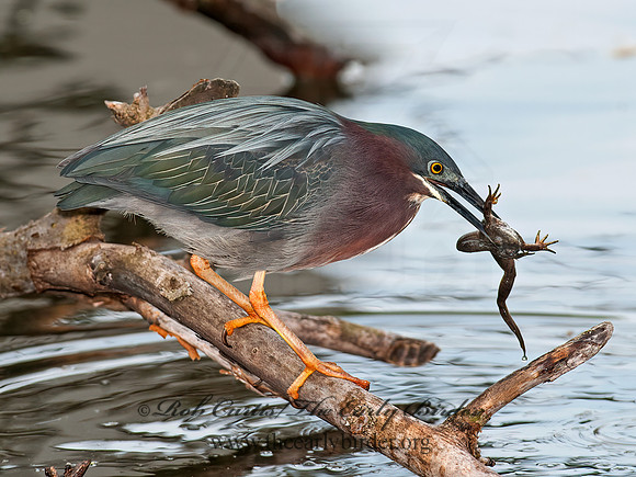 Butorides virescens  GREEN HERON 8031008z