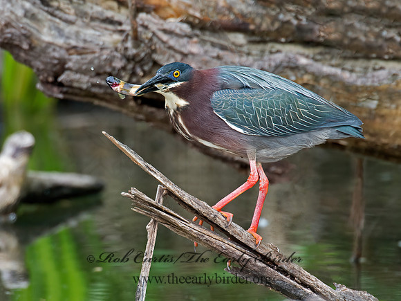 Butorides virescens  GREEN HERON 9022631z