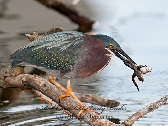 Butorides virescens  GREEN HERON 8031004z