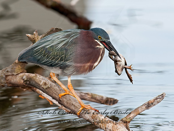 Butorides virescens  GREEN HERON 8031005z