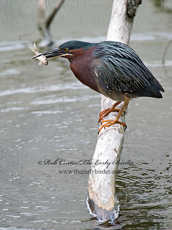 Butorides virescens  GREEN HERON 9022262z
