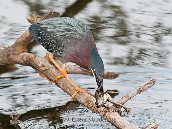 Butorides virescens  GREEN HERON 8031002z
