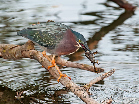 Butorides virescens  GREEN HERON 8031001z