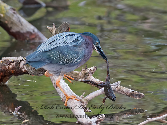 Butorides virescens  GREEN HERON 8030997z