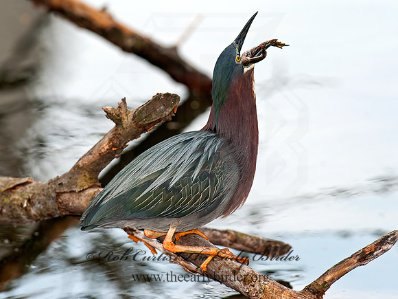 Butorides virescens  GREEN HERON 8031015z