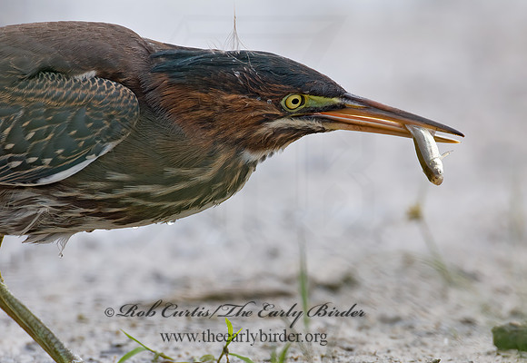 Butorides virescens  GREEN HERON 7015081z
