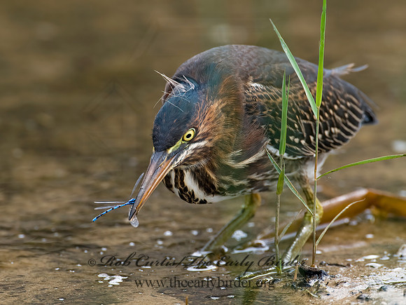 Butorides virescens  GREEN HERON 7015072z