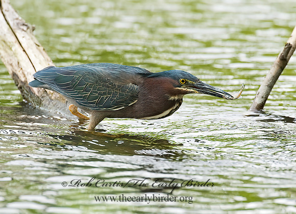 Butorides virescens  GREEN HERON 8003983z