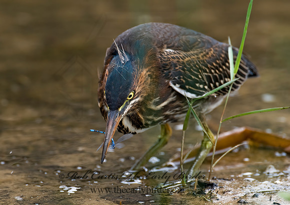 Butorides virescens  GREEN HERON 7015071z