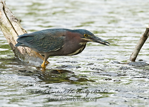 Butorides virescens  GREEN HERON 8003980z