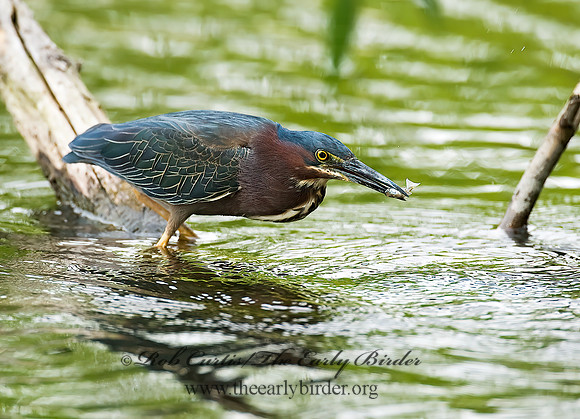Butorides virescens  GREEN HERON 8003972z