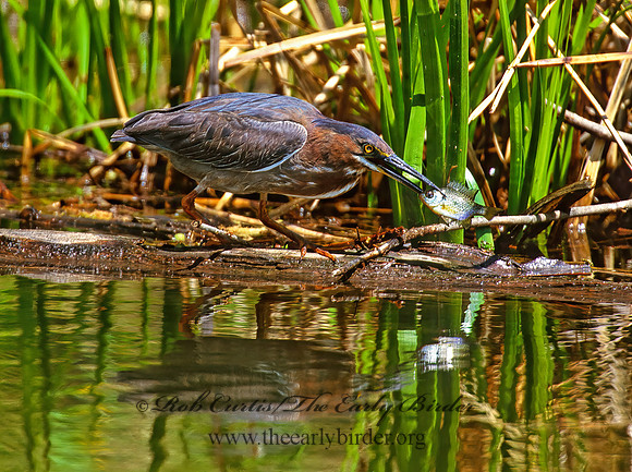 Butorides virescens  GREEN HERON 1281909z
