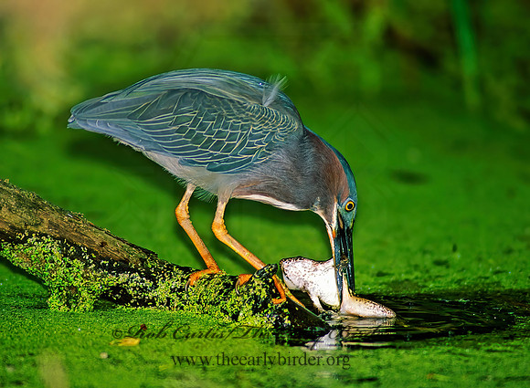 Butorides virescens  GREEN HERON 89134z