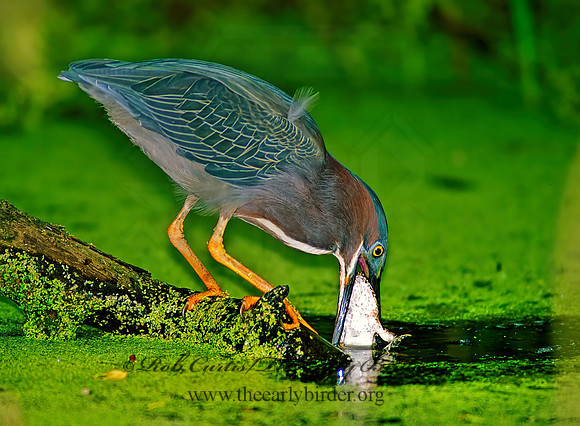 Butorides virescens  GREEN HERON 89130z