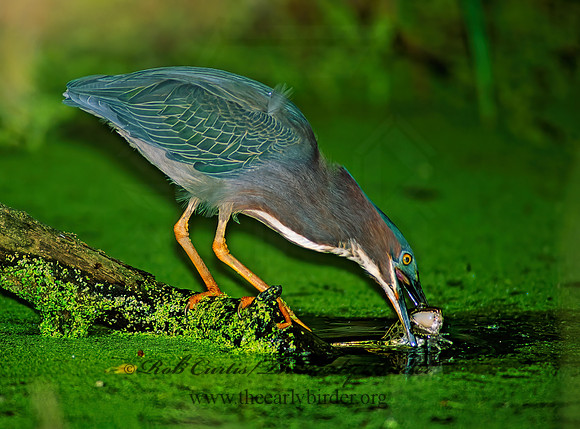 Butorides virescens  GREEN HERON 89135z