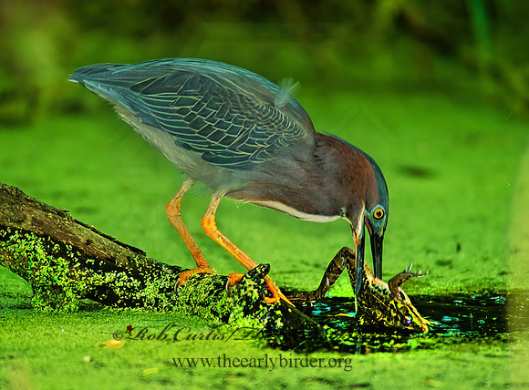 Butorides virescens  GREEN HERON 89128z
